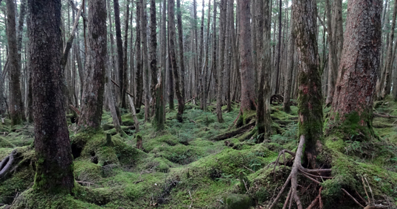 白駒池周辺の高山植物