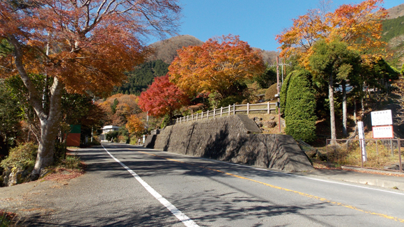 県道75号線沿いの紅葉