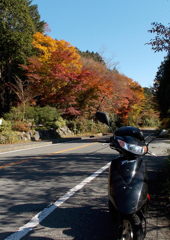 県道75号線沿いの紅葉