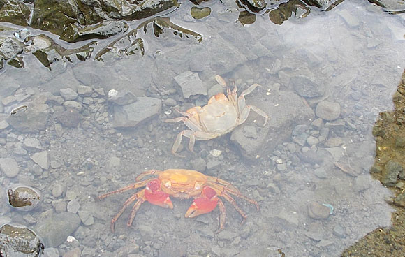 関東ふれあいの道 三浦・岩礁のみち