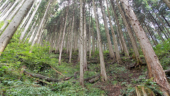 大岳山登山・ロックガーデン