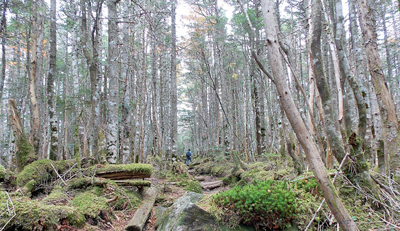 長野県北八ヶ岳・丸山と高見石へ登山