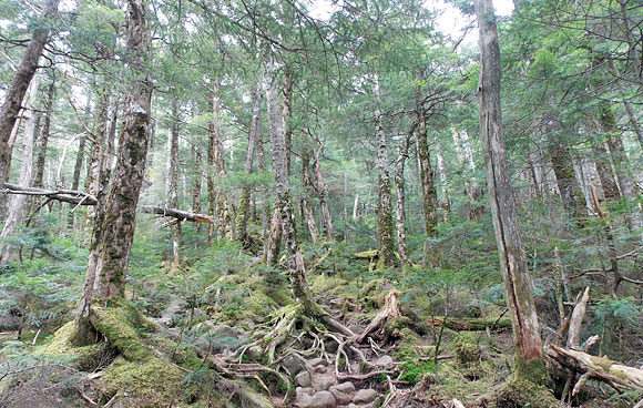 長野県北八ヶ岳・丸山と高見石へ登山