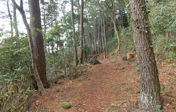 松林散策路を進む