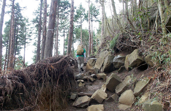 金時山登山「金時山登山道」