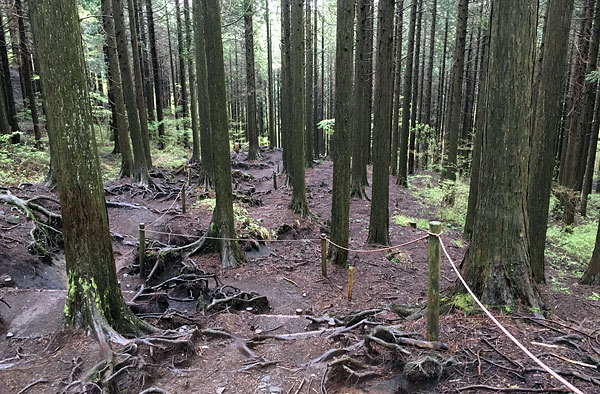 金時山登山「乙女口まで広葉樹林帯や杉の植林帯を歩く」