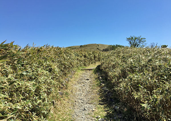 達磨山山頂が見えてきた！