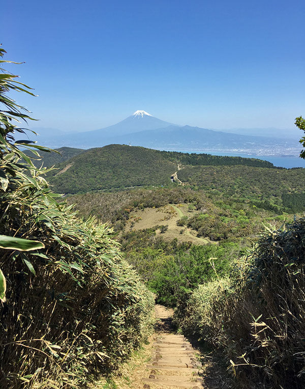 森林のトンネルを抜けると真正面に富士山が見えますよ！