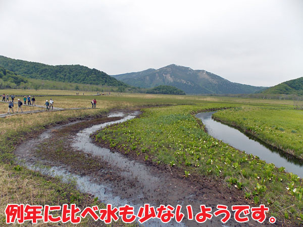 尾瀬ヶ原の水芭蕉の群生地