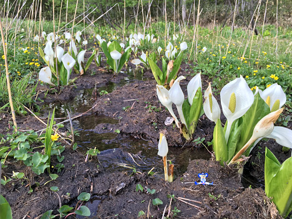 東電小屋からヨッピ吊橋に向かう途中で水芭蕉の群生を発見！