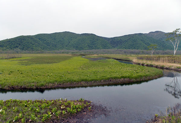 尾瀬国立公園「水芭蕉群生地」