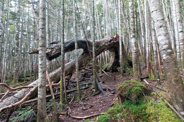 八ヶ岳・横岳に杣添尾根登山道から日帰り登山をしてきたぞ！