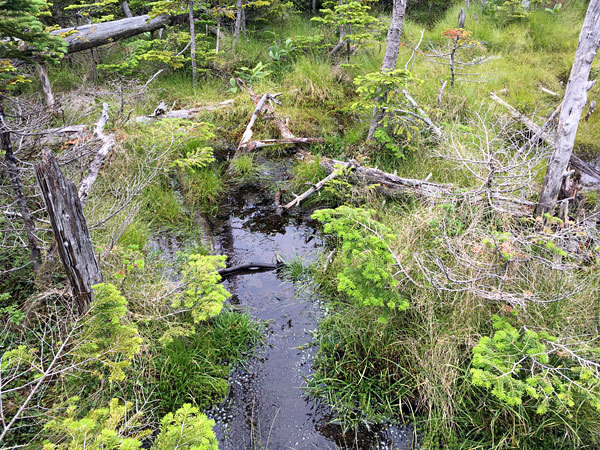 前掛山で縞枯れ現象がある密林は湿原のようになっていた！