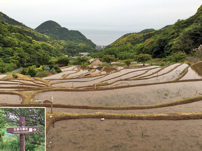 西伊豆・石部の棚田（いしぶのたなだ）