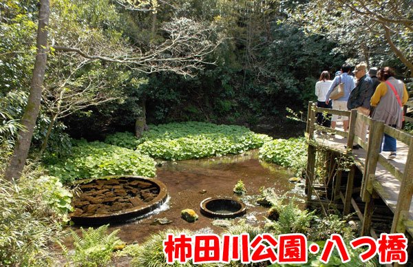 柿田川公園・八つ橋