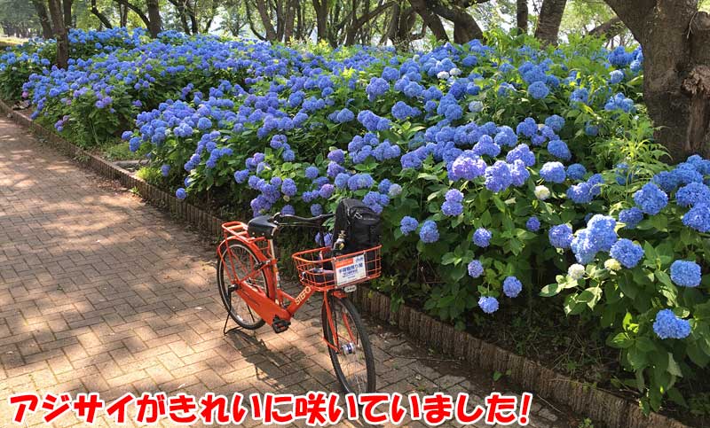 ブルーの紫陽花がとてもきれいでした