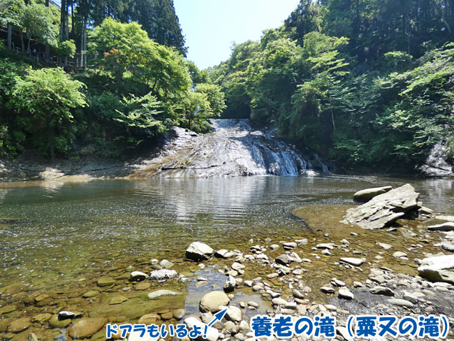 養老の滝（粟又の滝）とドアラ