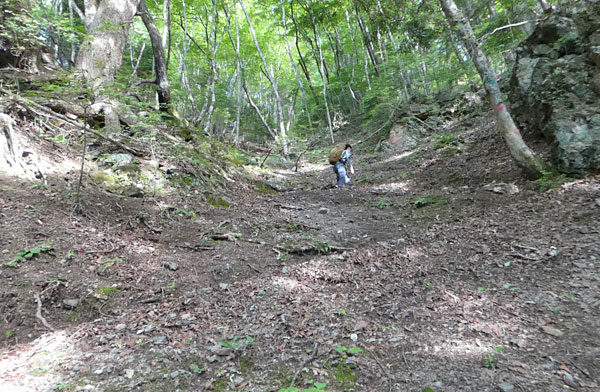 南アルプス・鳳凰三山：傾斜のキツイ登りが続く