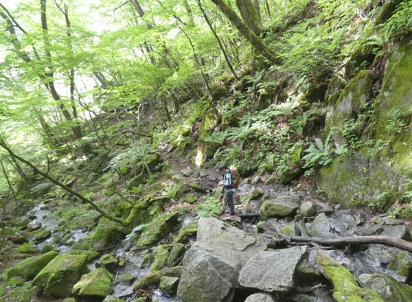 南アルプス・鳳凰三山：沢を見ながら進みます