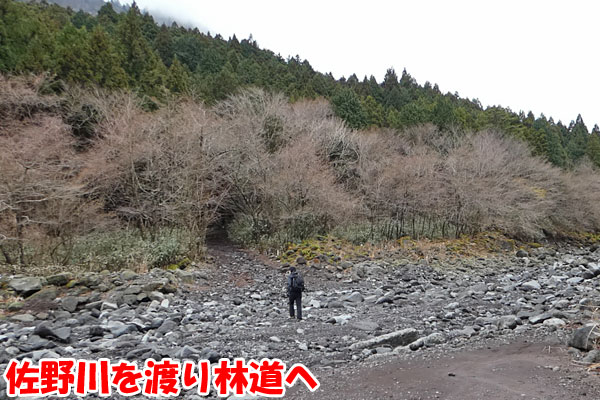 愛鷹山日帰り登山・佐野川を渡り林道へ