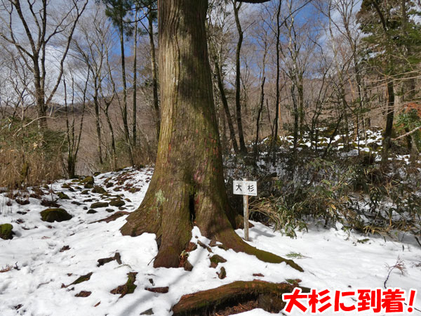 愛鷹山日帰り登山・大杉