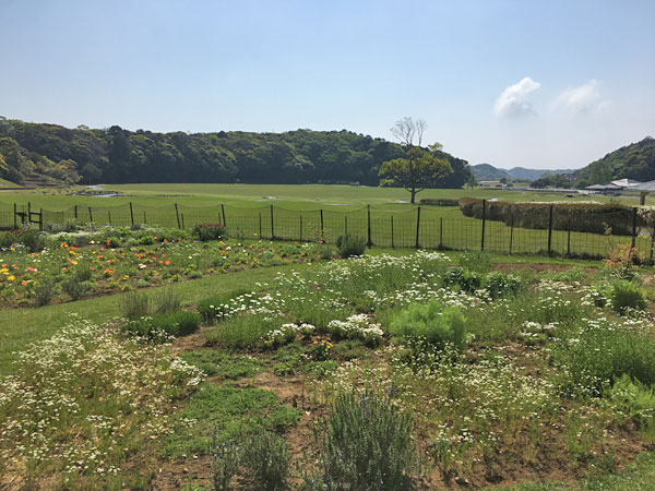 ブルーベリーヒル勝浦・ハーブ園