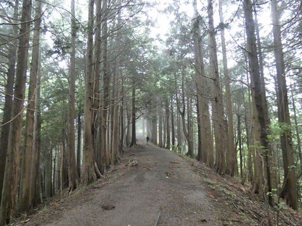 丹沢登山：雑事場ノ平から見晴茶屋へ向かいます