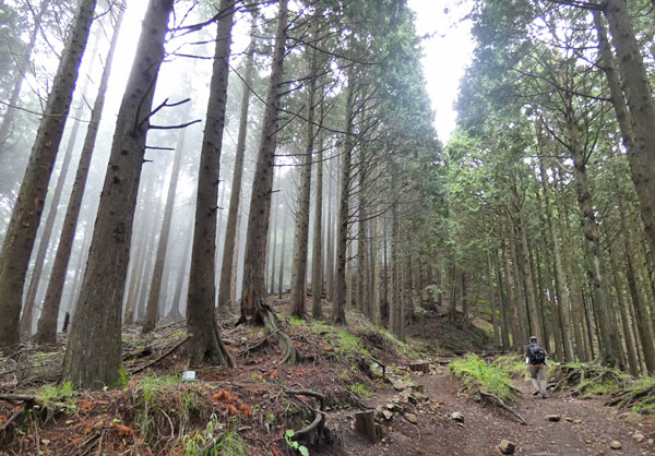 丹沢登山：見晴茶屋から駒止茶屋へ向かう