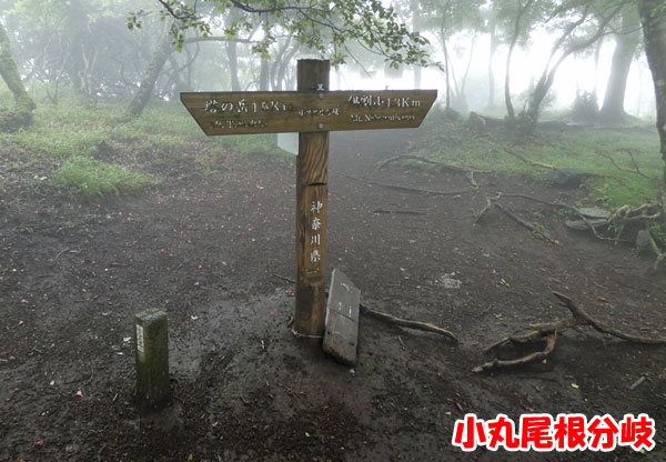 丹沢登山：小丸尾根分岐