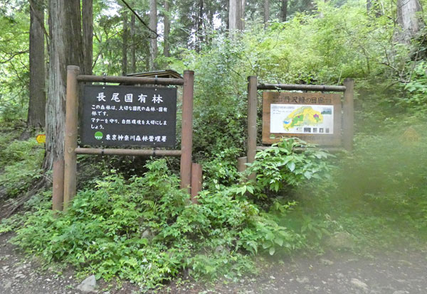 丹沢登山：丹沢緑の回廊