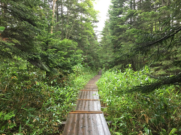 長蔵小屋へ向かう木道は雨で濡れていました