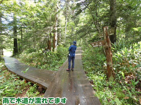 雨で木道が濡れてます