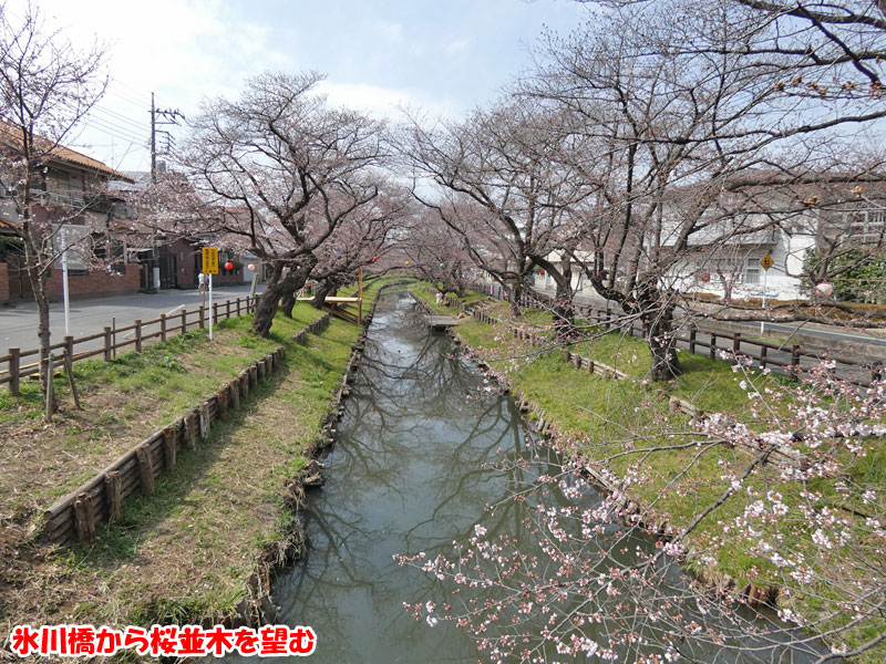 氷川橋から桜並木を望む