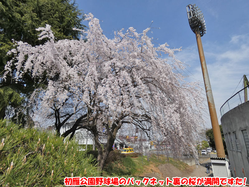 初雁公園野球場のバックネット裏の桜は満開でした