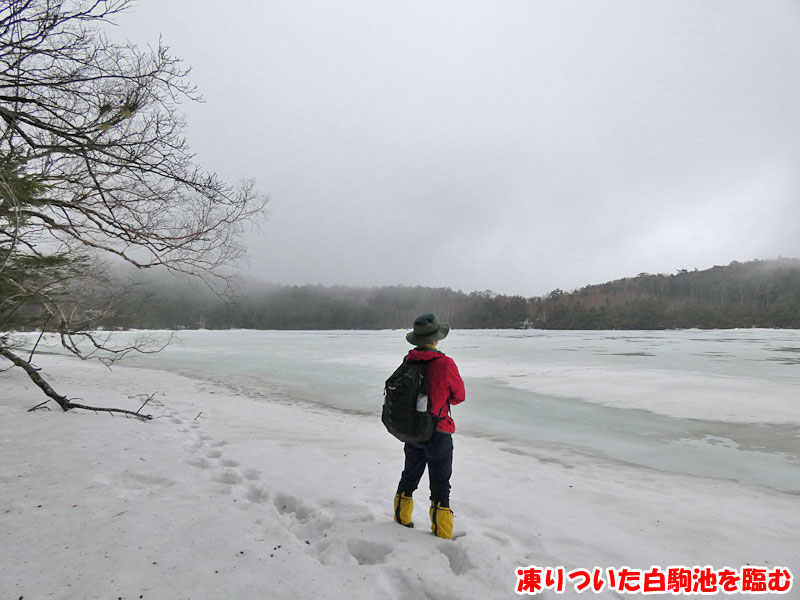 凍りついた白駒池を臨む