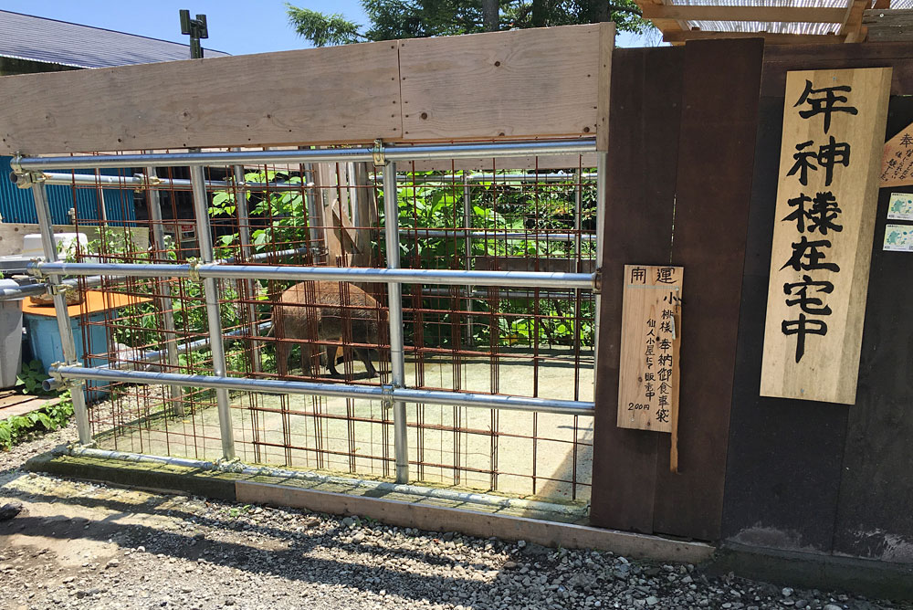 仙人小屋・年神様の小桃様が在宅中でした！