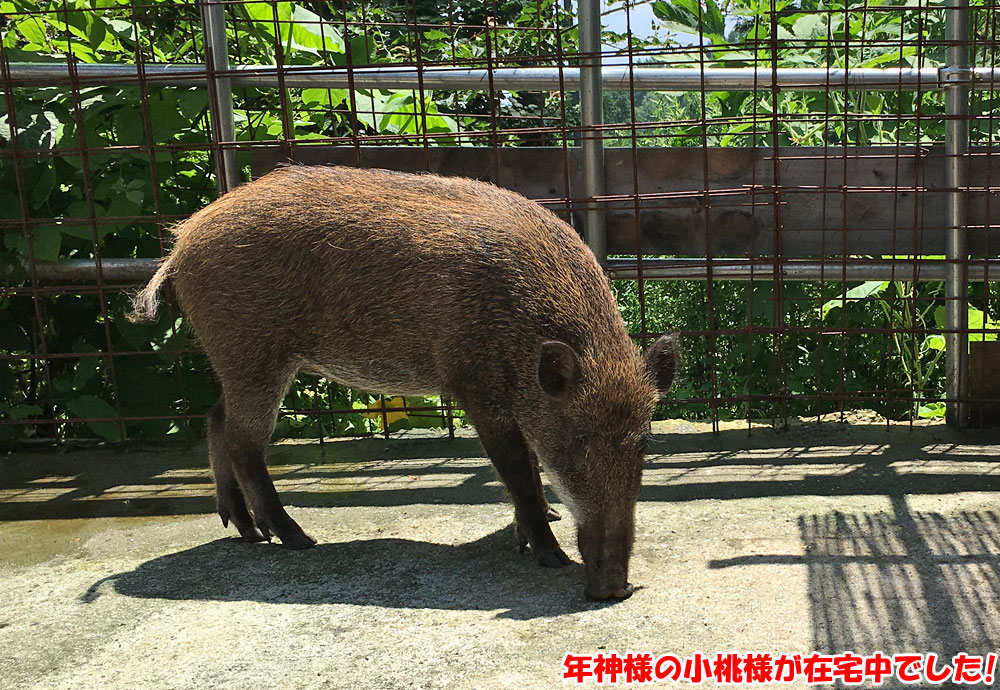 仙人小屋・年神様の小桃様が在宅中でした！