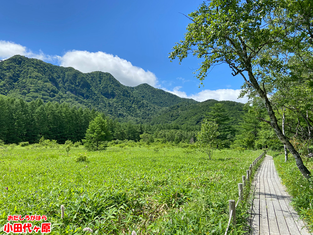 小田代ヶ原