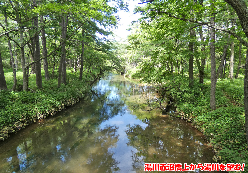 戦場ヶ原・湯川赤沼橋上から湯川を望む！