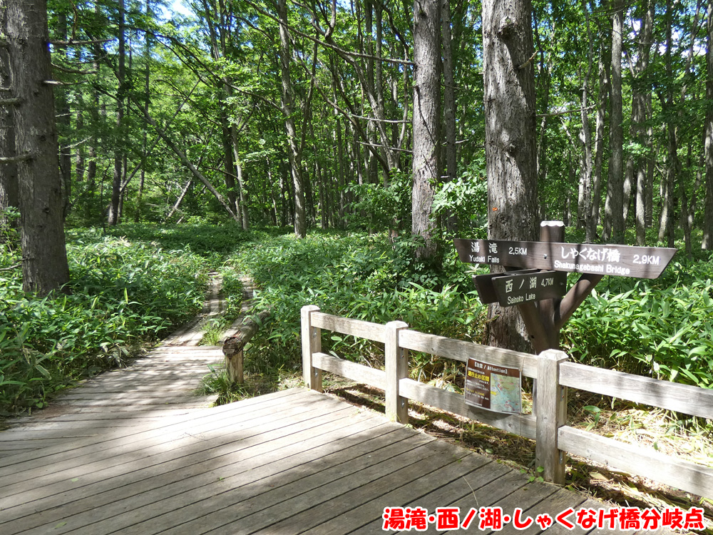 湯滝・西ノ湖・しゃくなげ橋分岐点