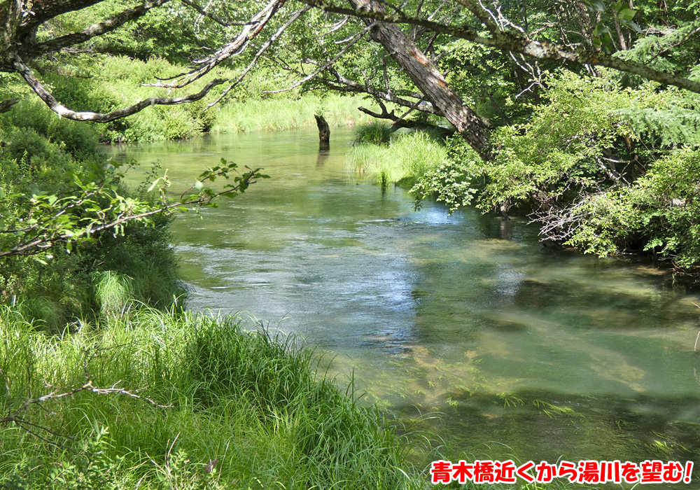 戦場ヶ原・青木橋近くから湯川を望む！