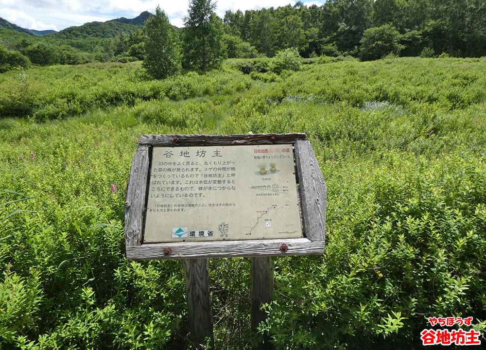 戦場ヶ原・谷地坊主