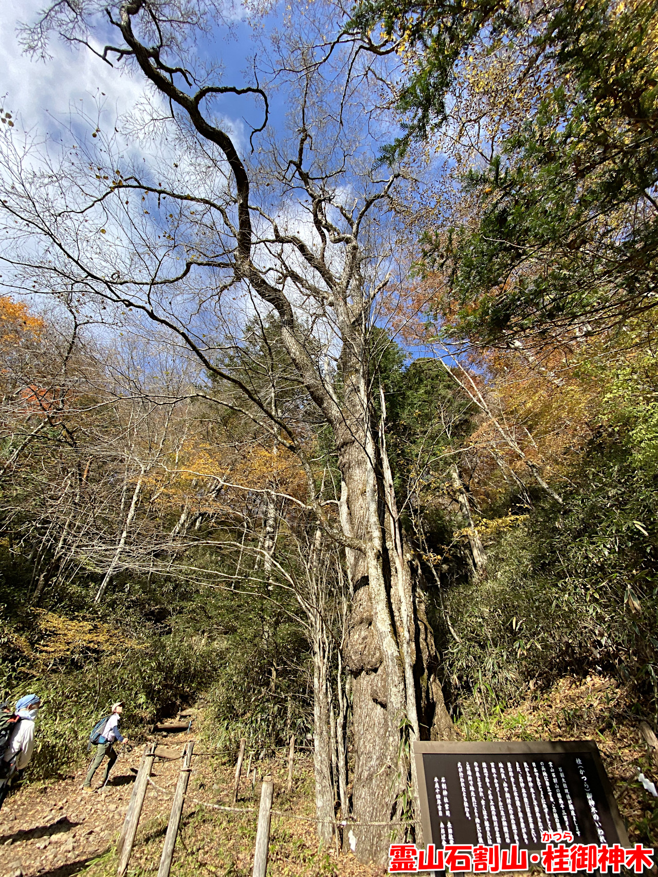 霊山石割山・桂御神木