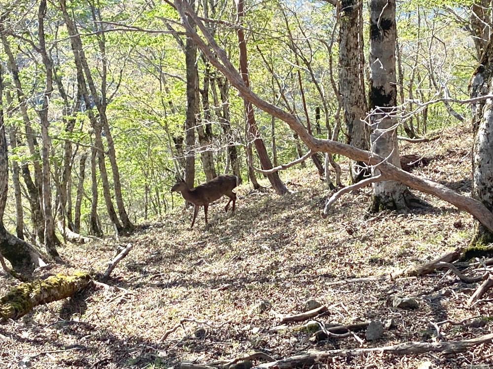 弁天の森で鹿の親子に出会う！
