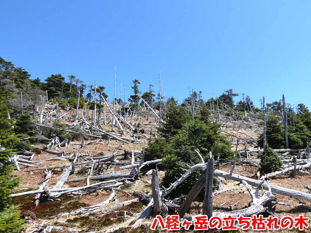 八経ヶ岳の立ち枯れの木