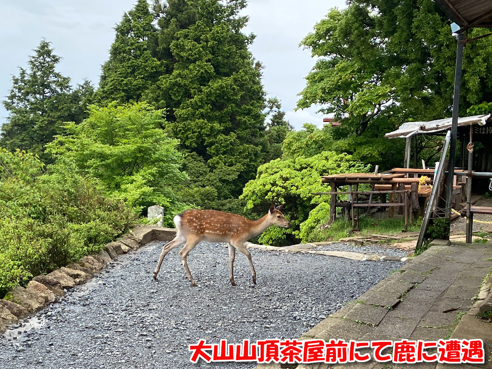 大山山頂茶屋前にて鹿に遭遇