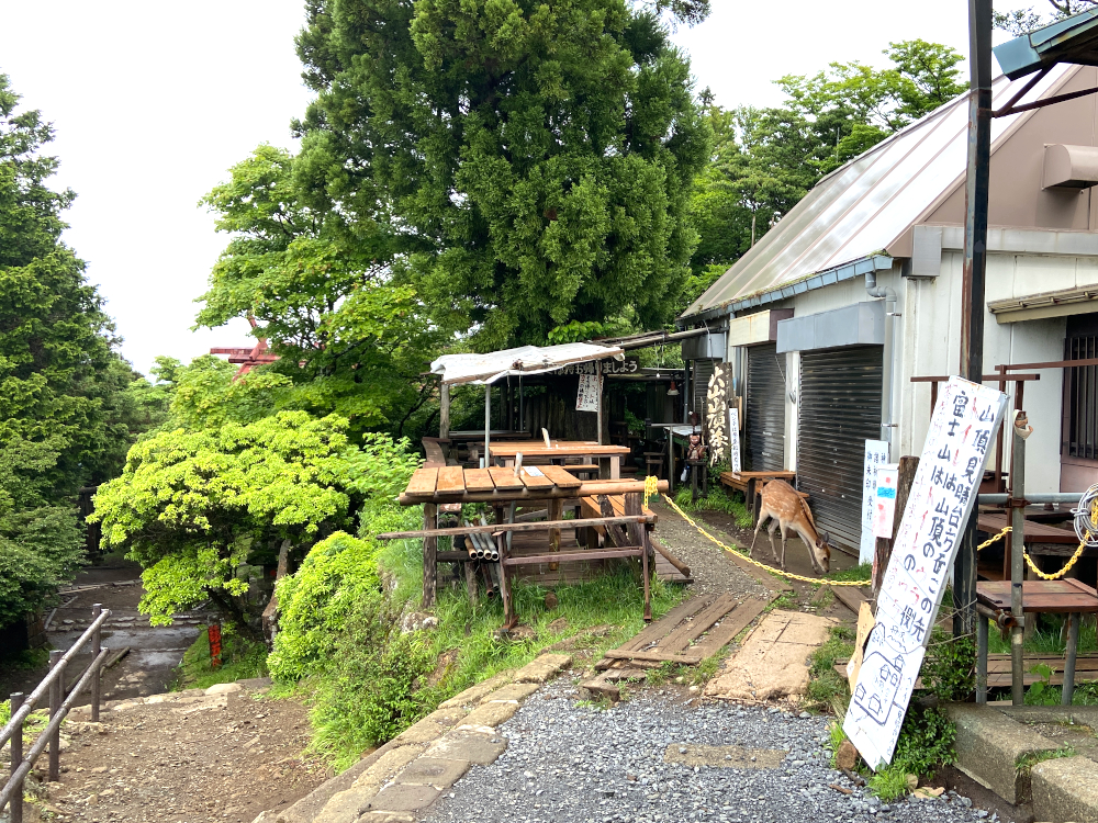 大山山頂茶屋前にて鹿に遭遇