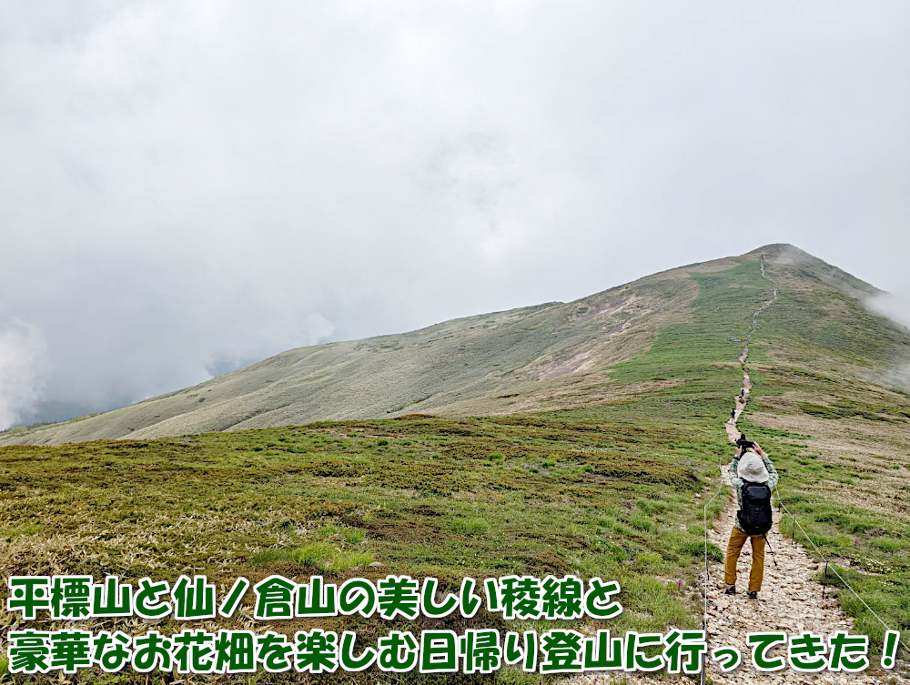 平標山と仙ノ倉山の美しい稜線と豪華なお花畑を楽しむ日帰り登山に行ってきました！