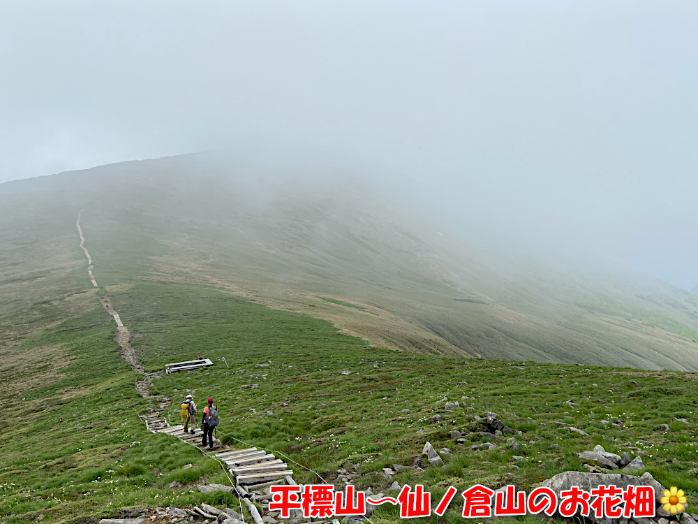 平標山〜仙ノ倉山のおお花畑