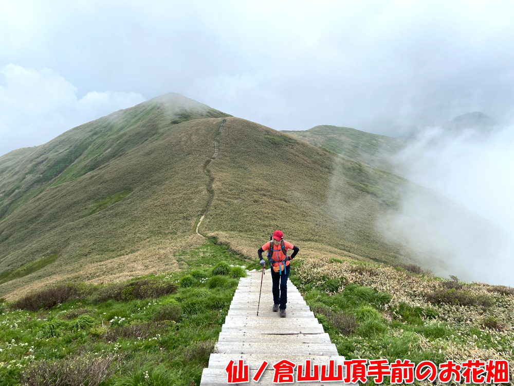 仙ノ倉山山頂手前のお花畑